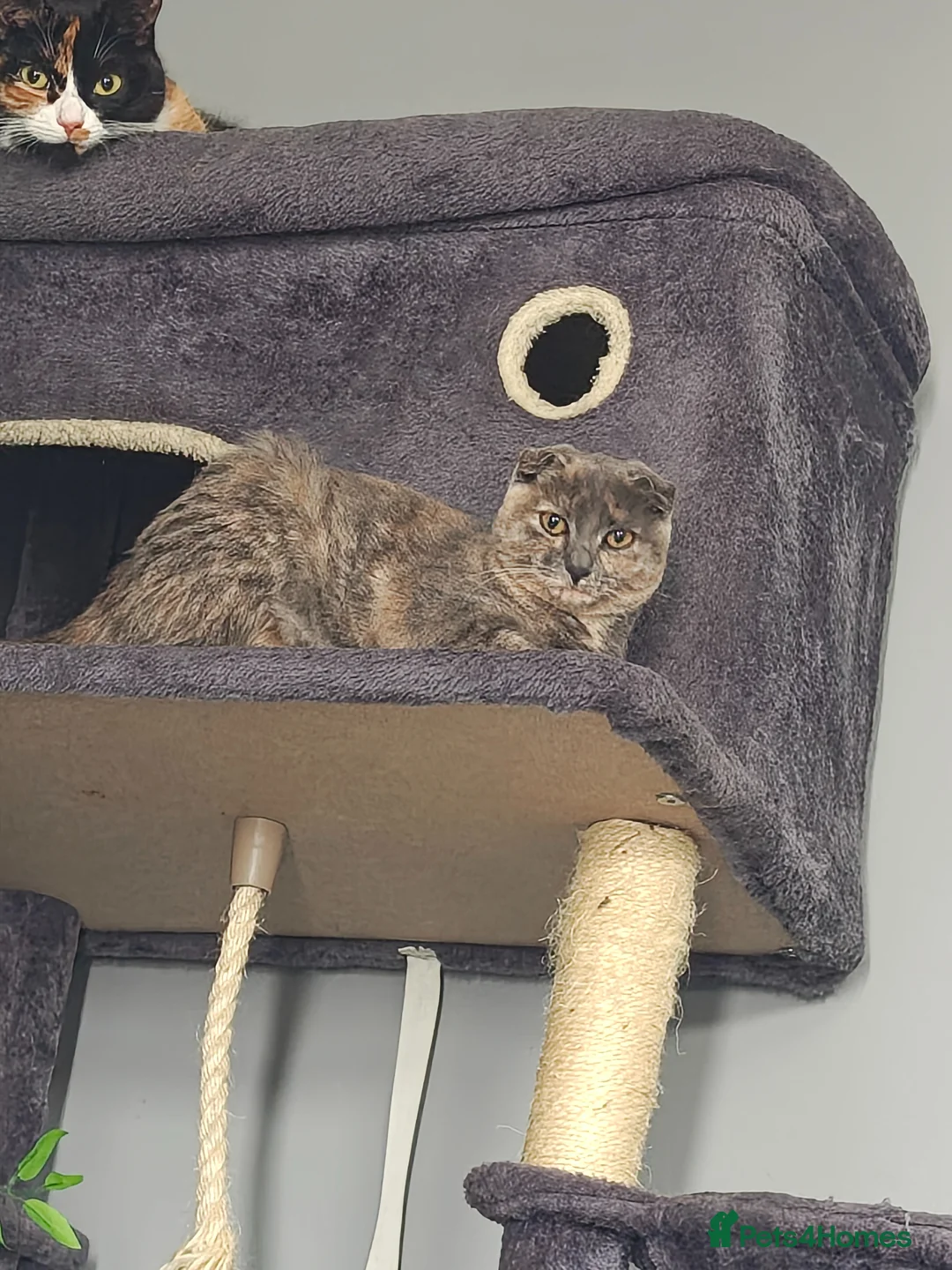 Scottish Fold cats for sale: Scottish folds  in Alfreton - Advert 2