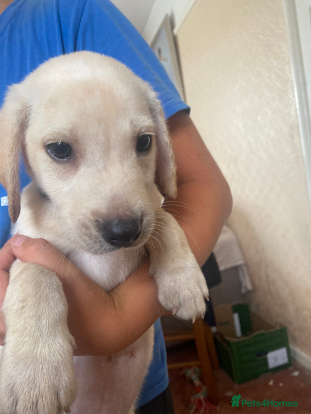 Labrador Retriever dogs for sale: Lovely Labrador puppies  - Image 25