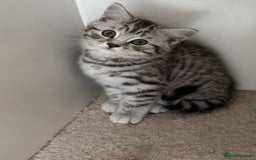 British Shorthair cats for sale: Black silver spotted British shorthair - Image 1