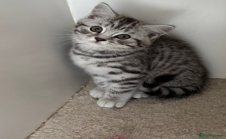 British Shorthair cats - Advert 9