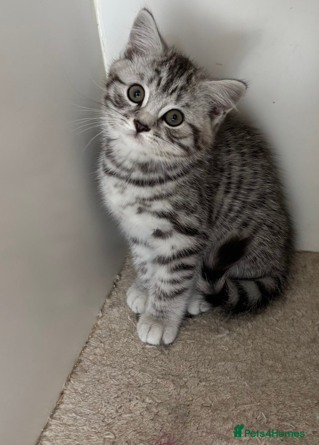 British Shorthair cats for sale: Black silver spotted British shorthair - Image 1