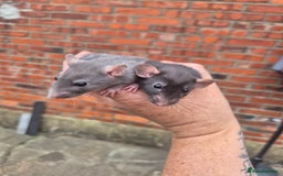 Rat rodents for sale:  top eared baby rats  - Image 12