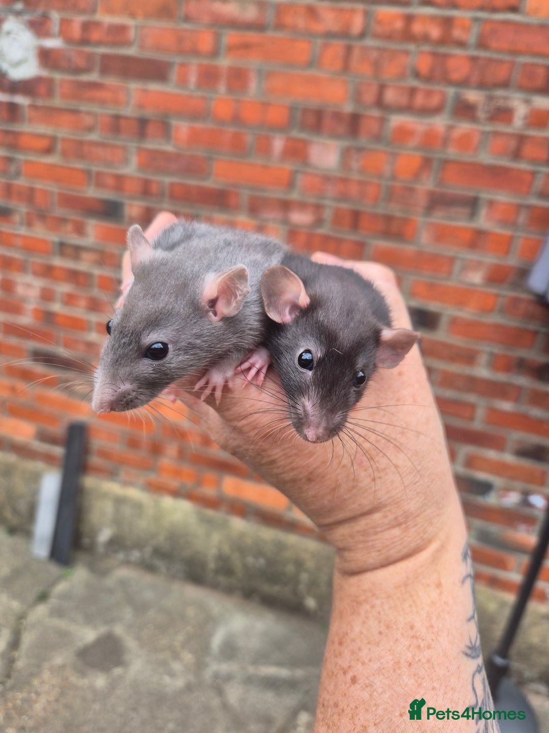 Rat rodents for sale:  top eared baby rats  - Image 12