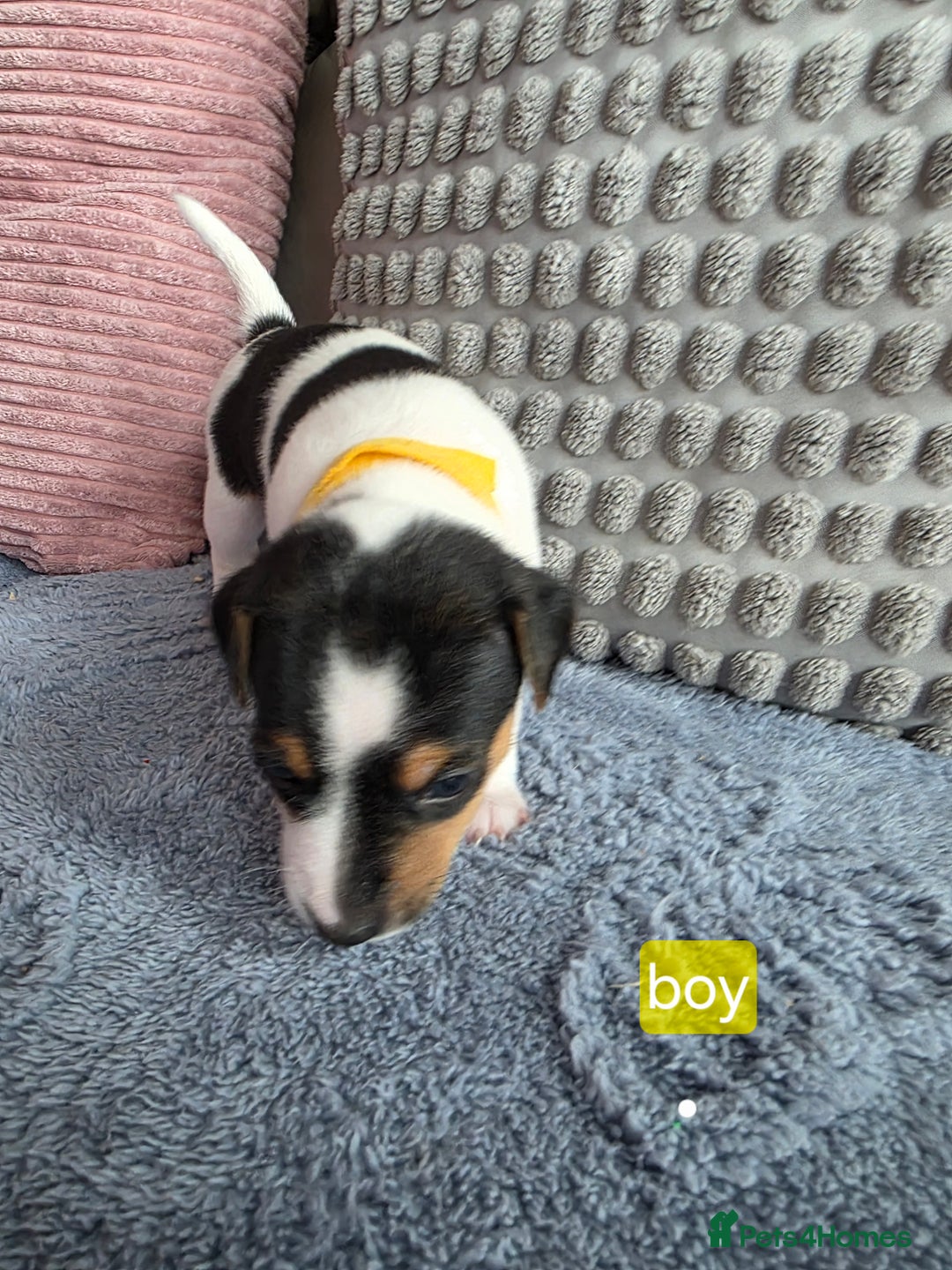 Jack Russell dogs for sale: Jack russell puppies - Image 11