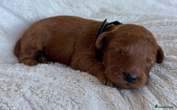 Cavapoo dogs for sale: Beautiful Red F1b Cavapoo Puppies - Image 9