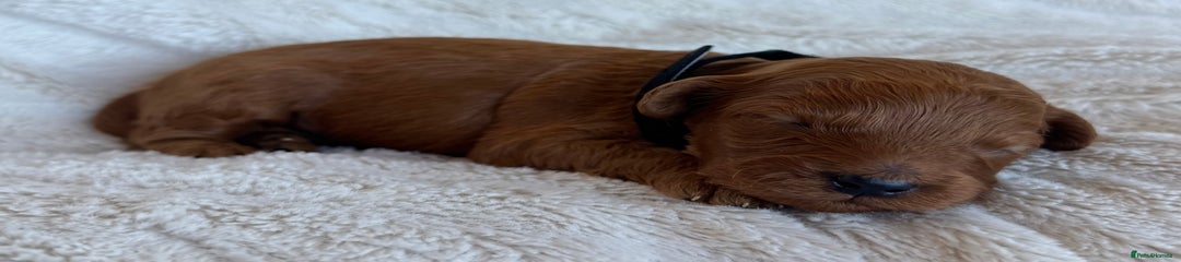 Black collar boy