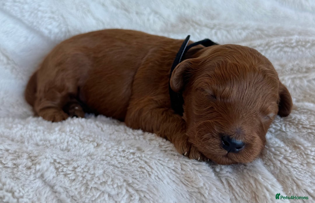 Cavapoo dogs for sale: Beautiful Red F1b Cavapoo Puppies - Image 9