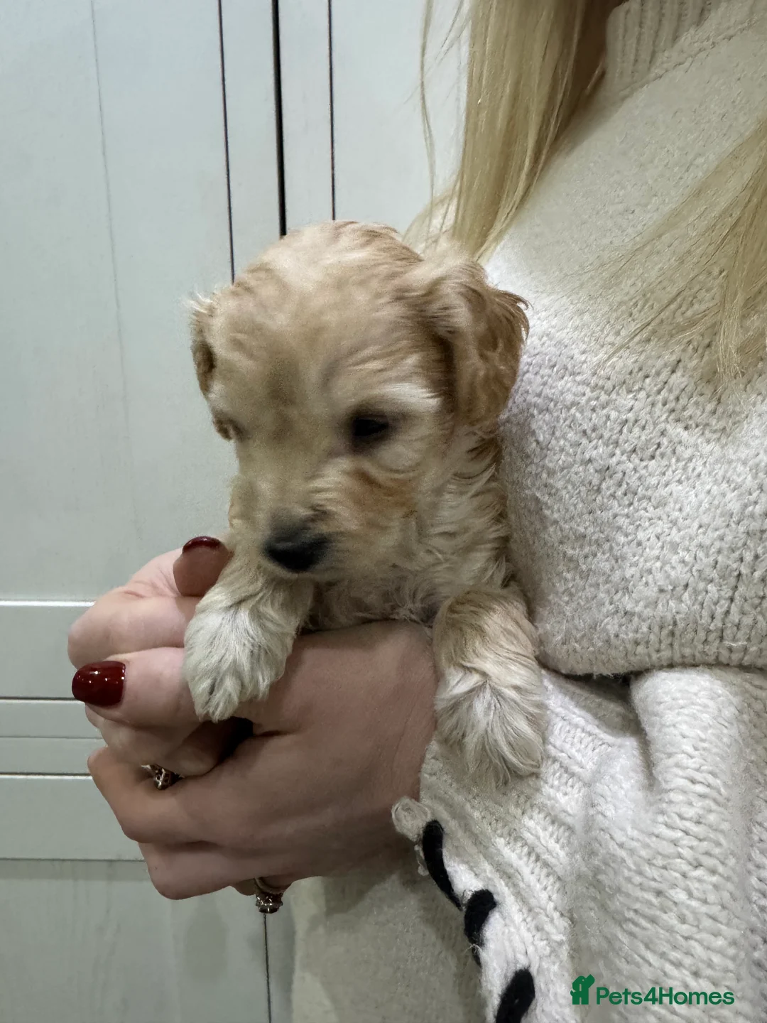 Cockapoo dogs for sale: Gorgeous litter of Cockerpoos - Advert 2