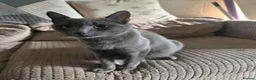 Mixed Breed cats for sale: Beautiful kittens looking for their forever homes  - Advert 2