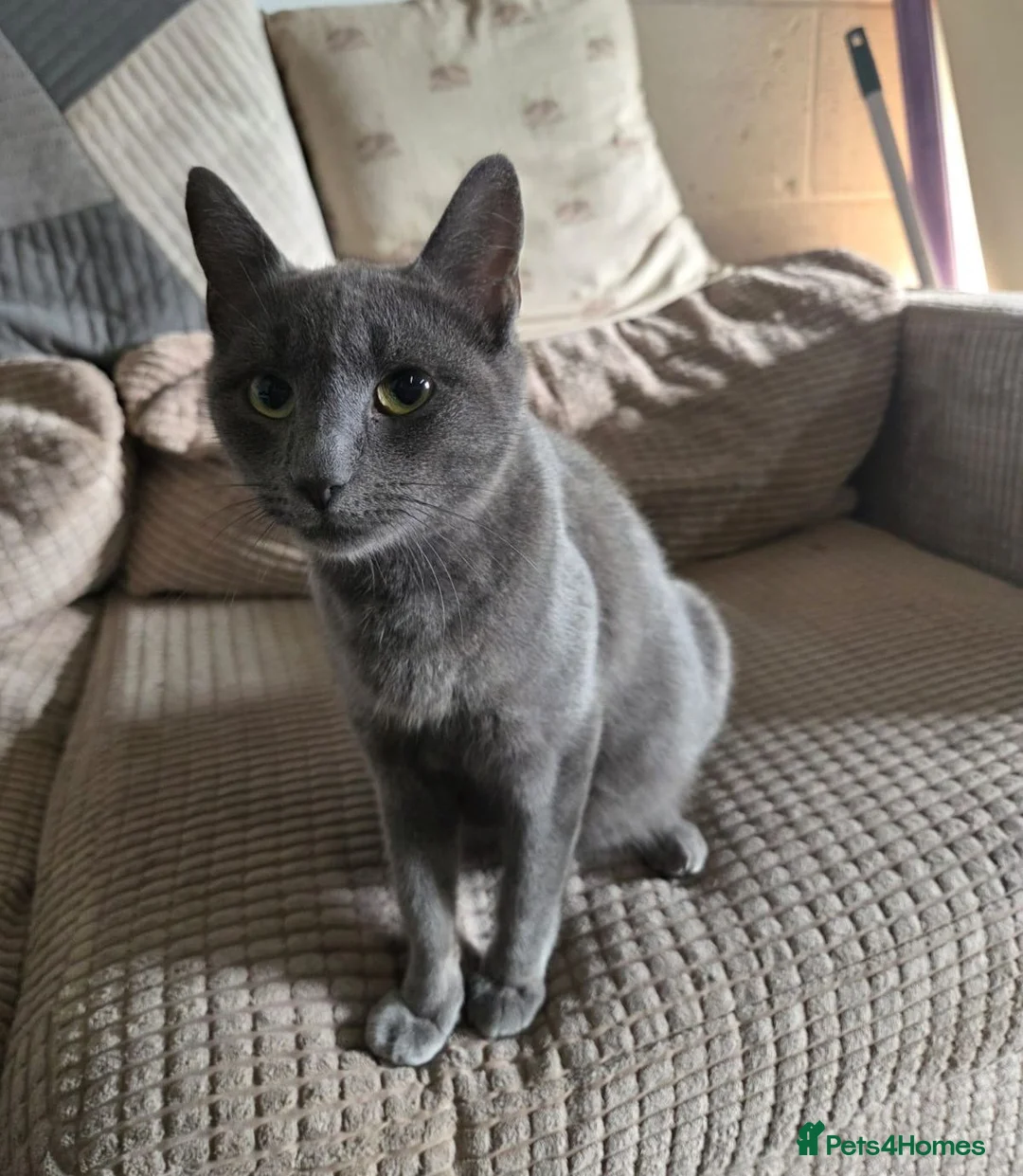 Mixed Breed cats for sale: Beautiful kittens looking for their forever homes  - Advert 2