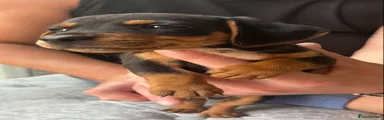 Dachshund 4