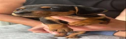 Dachshund dogs for sale: Pups for sale - Advert 10