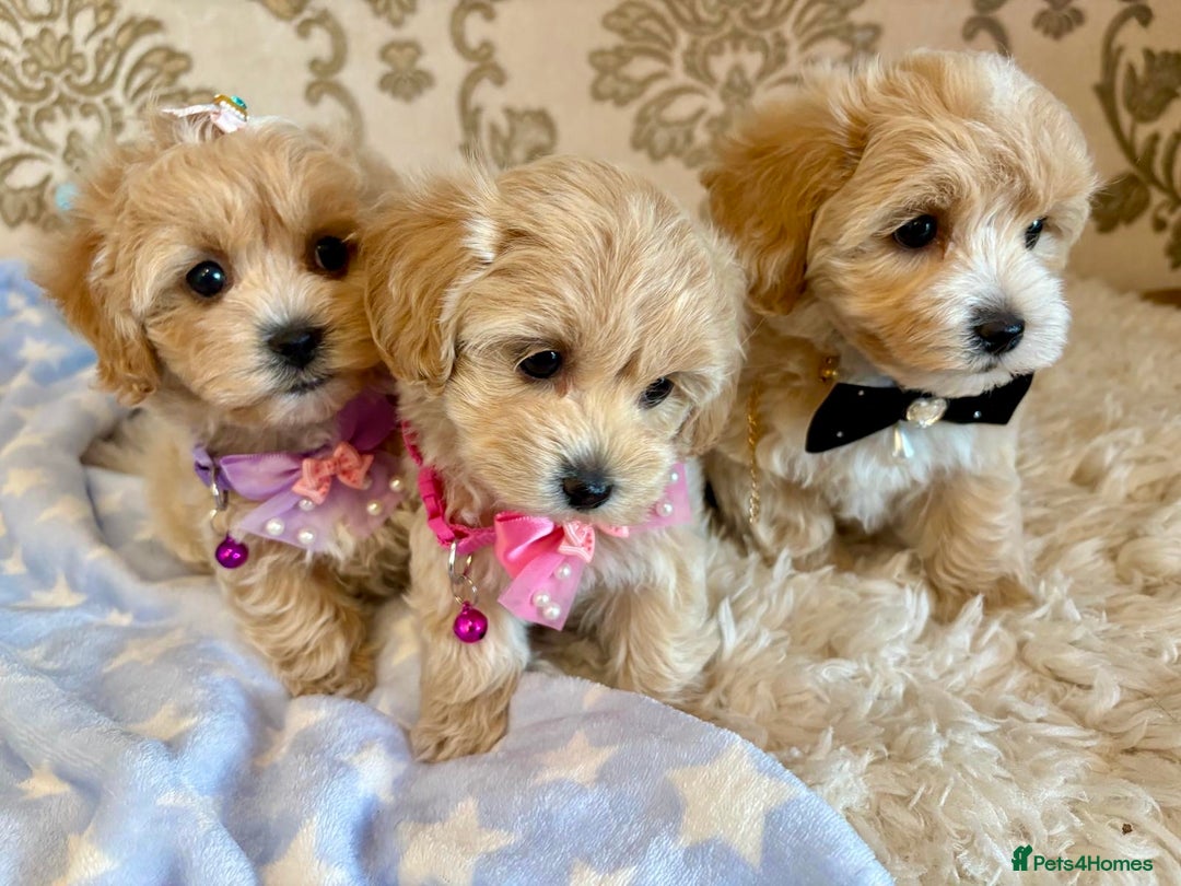 Maltipoo dogs for sale: ADORABLE F1 MALTIPOO PUPPIES DNA TESTED  - Image 17