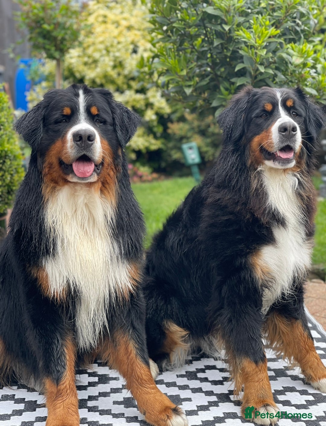 Bernese Mountain Dog dogs for stud: 🔥 CRUZ💥 TOP QUALITY BERNESE MOUNTAIN DOG STUD in Whitehaven - Image 28