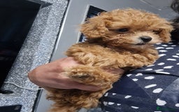 Toy Poodle dogs for sale: Tiny kc Russian background toy poodle poppies  - Image 33