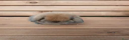Mini Lop rabbits for sale: (ON HOLD) Stunning purebred mini lop baby buck - Advert 1