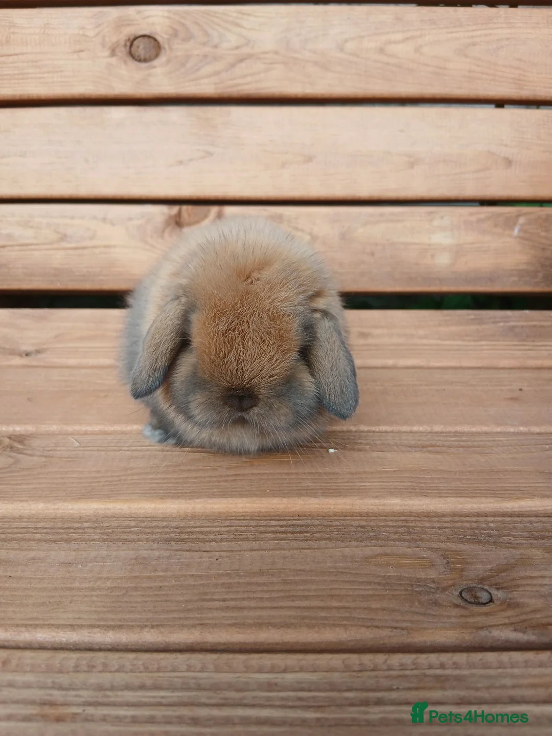 Mini Lop rabbits for sale: (ON HOLD) Stunning purebred mini lop baby buck - Advert 1
