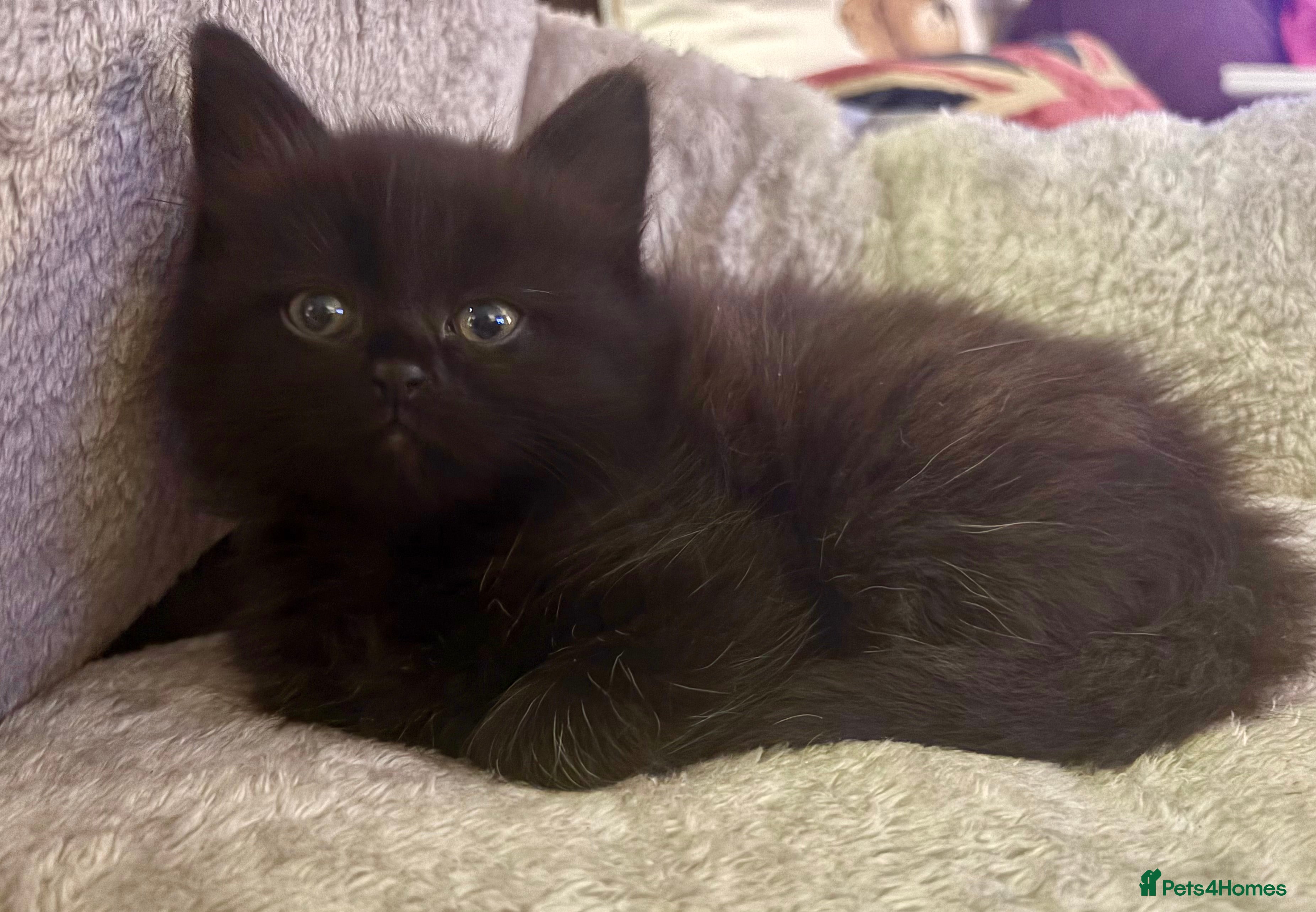 Mixed Breed cats Ready to go. Very soft&cuddly Longhair girl - Advert 4