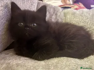 Mixed Breed cats Ready to go. Very soft&cuddly Longhair girl - Advert 4