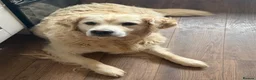 Golden Retriever dogs for sale: 5 year old kc reg fully health tested female  - Advert 3