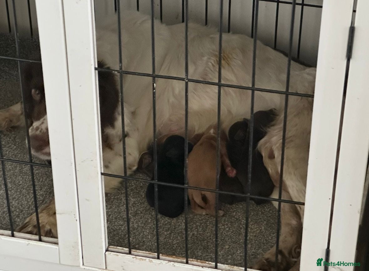 Sprocker dogs Beautiful sprockers looking for forever home - Advert 2