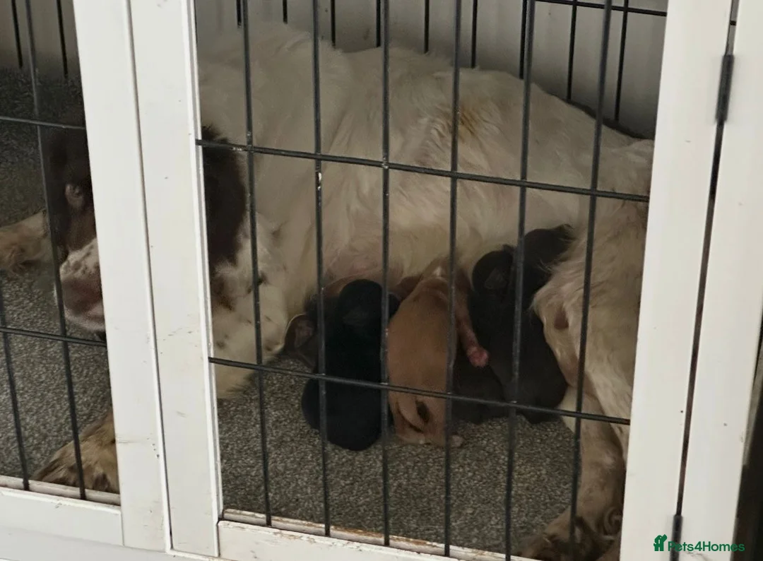 Sprocker dogs for sale: Beautiful sprockers looking for forever home in Sheffield - Advert 2