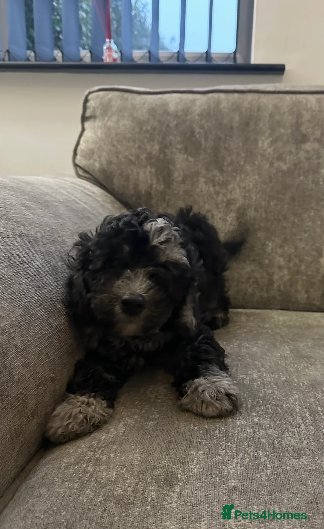 Cockapoo dogs for sale: Stunning cockapoos ready now  - Advert 12