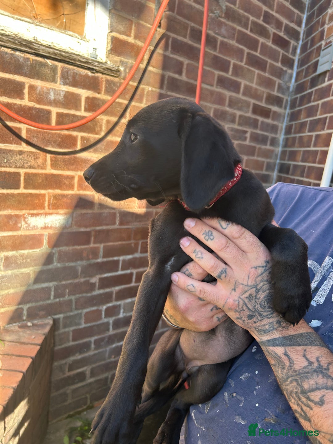 Labrador Retriever dogs for sale: Female black Labradors - Image 2