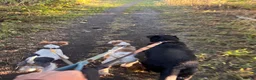 Fox Terrier dogs for sale: Wire Fox Terrier adult male in Leeds - Advert 2