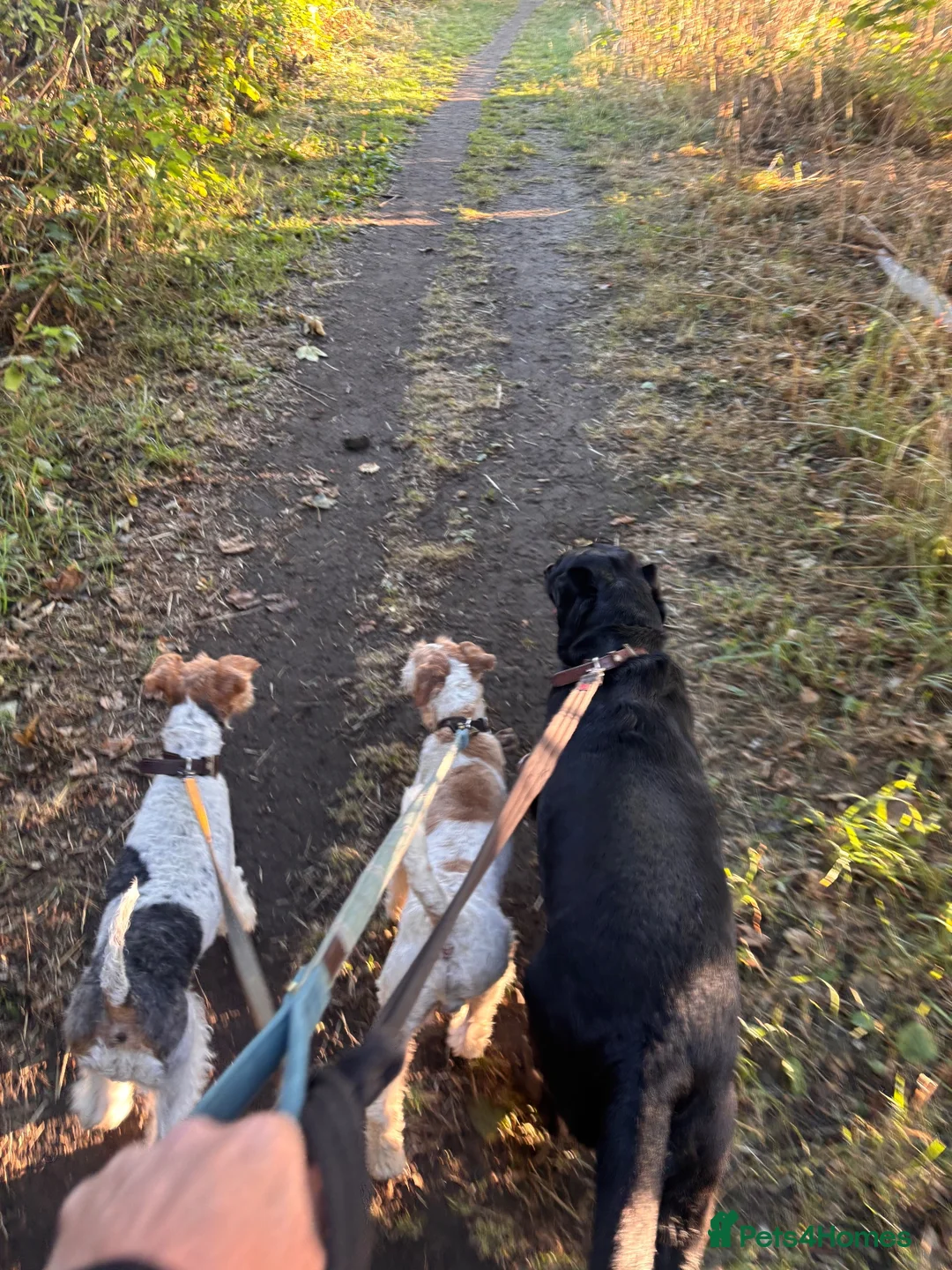 Fox Terrier dogs for sale: Wire Fox Terrier adult male in Leeds - Advert 2