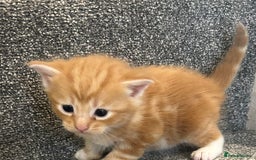 Mixed Breed cats for sale: Beautiful kittens for sale  - Image 5