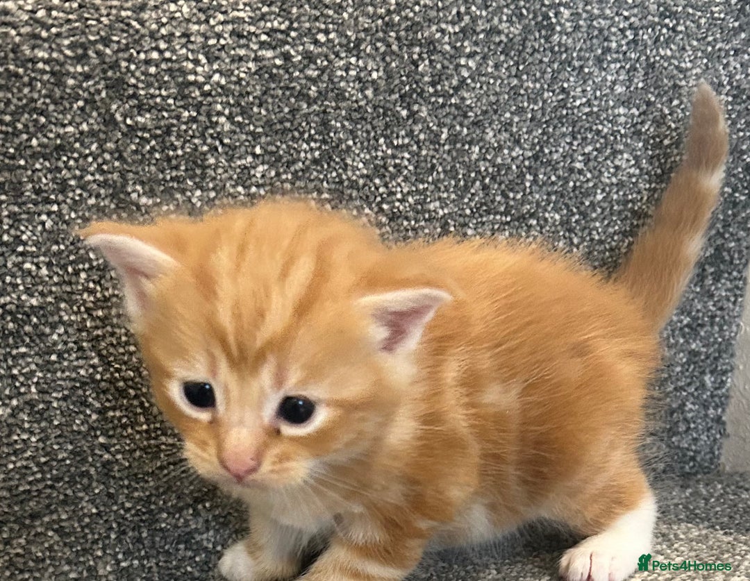Mixed Breed cats for sale: Beautiful kittens for sale  - Image 5