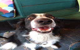 Border Collie dogs for sale: Digby - 5 Year Old Neutered Male Border Collue - Image 5