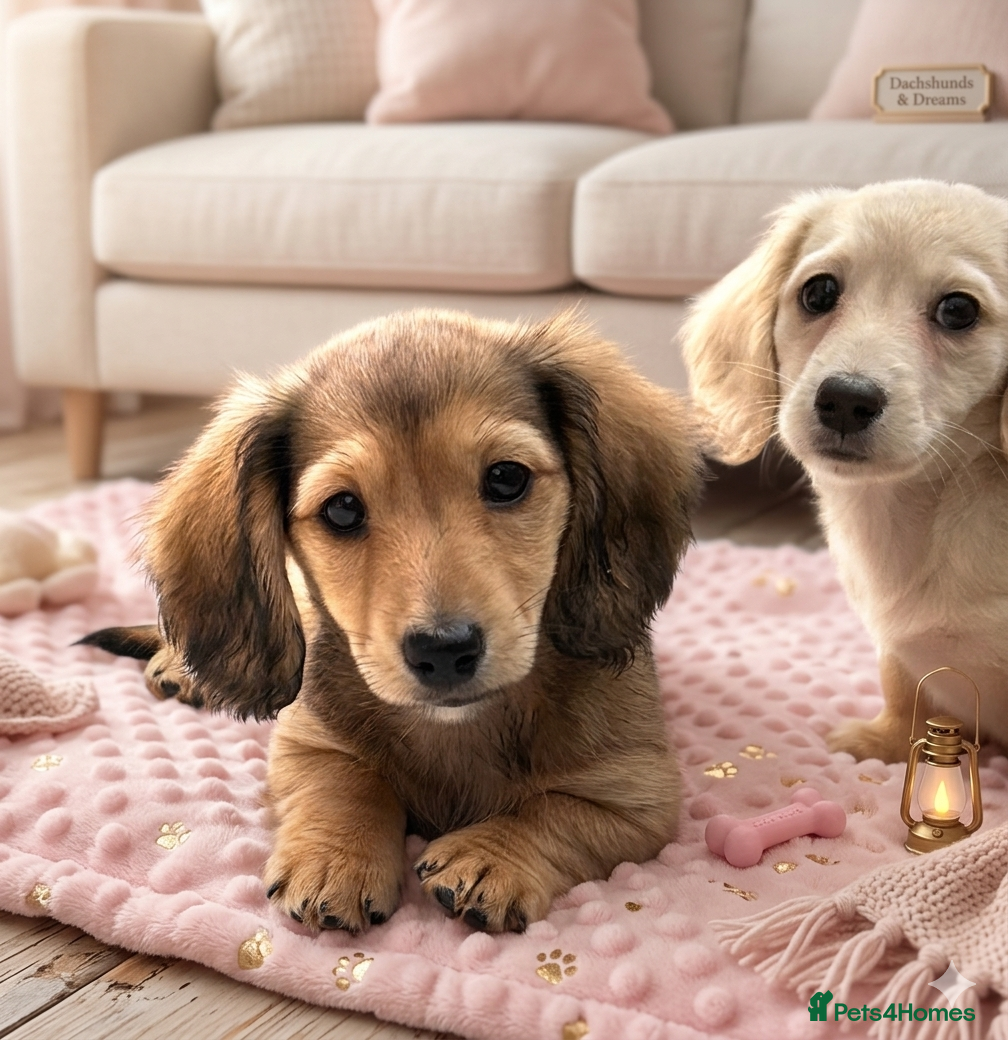 Dachshund dogs Kc Stunning Miniature Dachshunds  - Advert 1