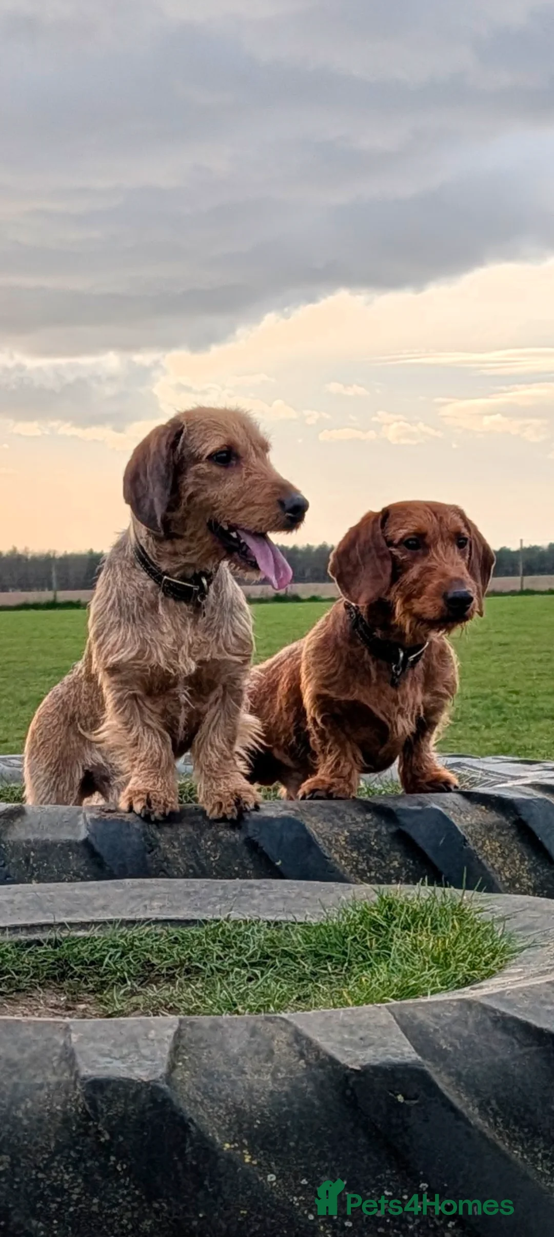 Dachshund dogs for stud: 5th gen pedigree KC teckel Dachshund  - Advert 2