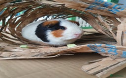 Guinea Pig rodents for sale: Lonely guinea pig boar  - Image 13