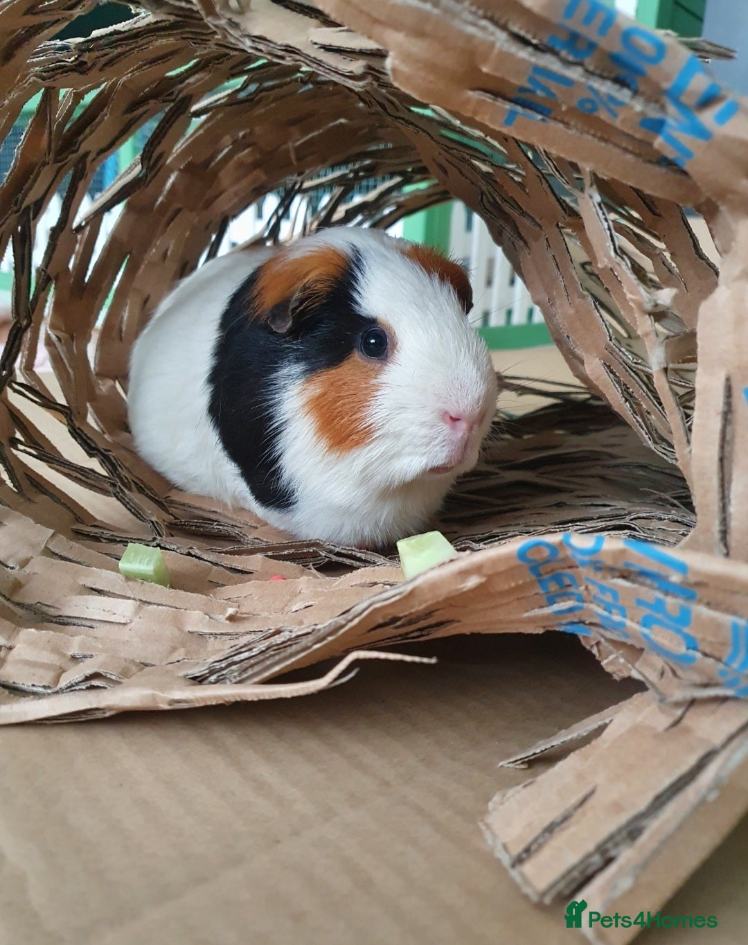 Guinea Pig rodents for sale: Lonely guinea pig boar  - Image 13