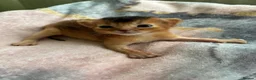 Abyssinian cats for sale: TICA 5* Pedigree Abyssinians  - Advert 9