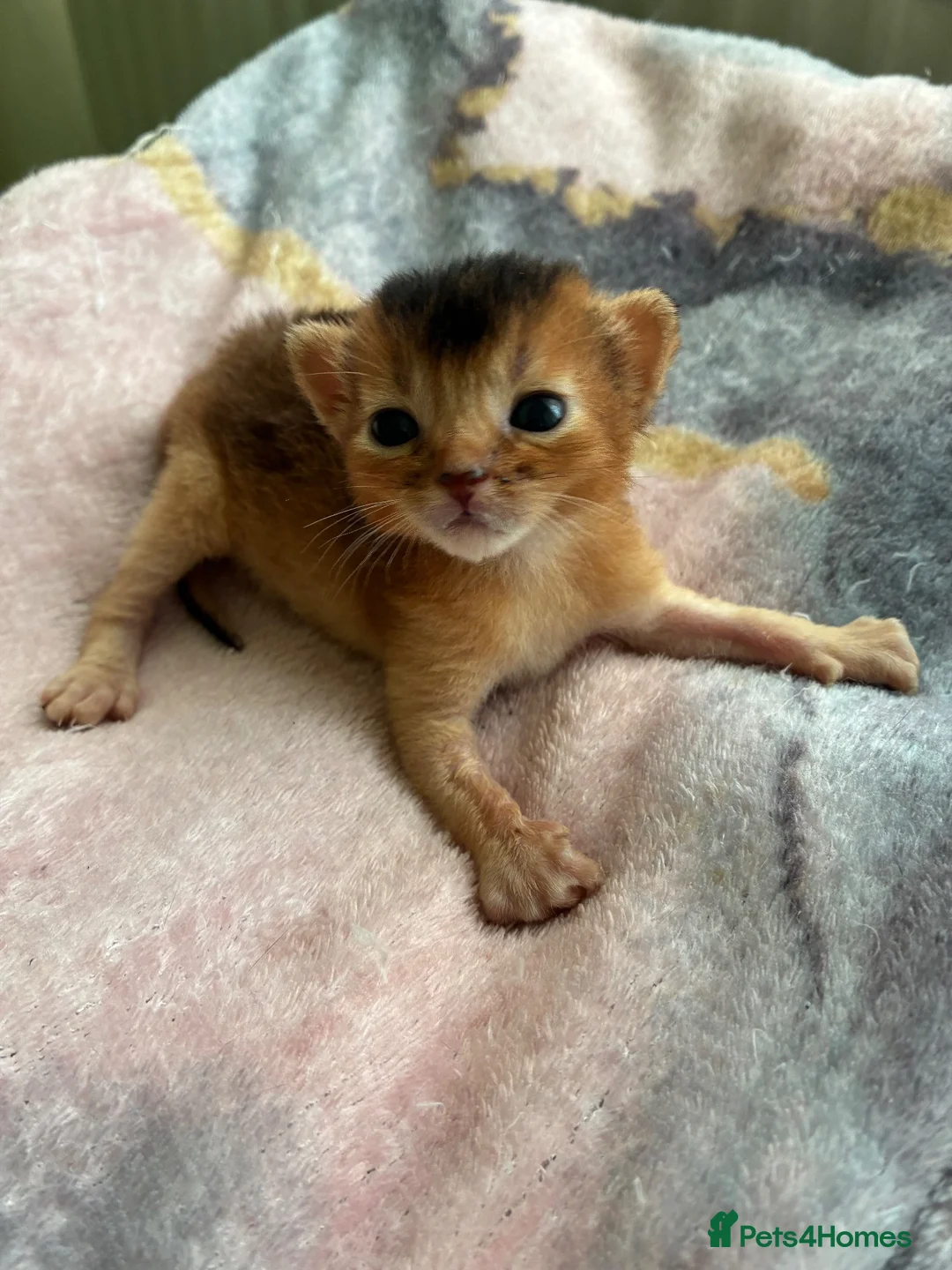 Abyssinian cats for sale: TICA 5* Pedigree Abyssinians  - Advert 9