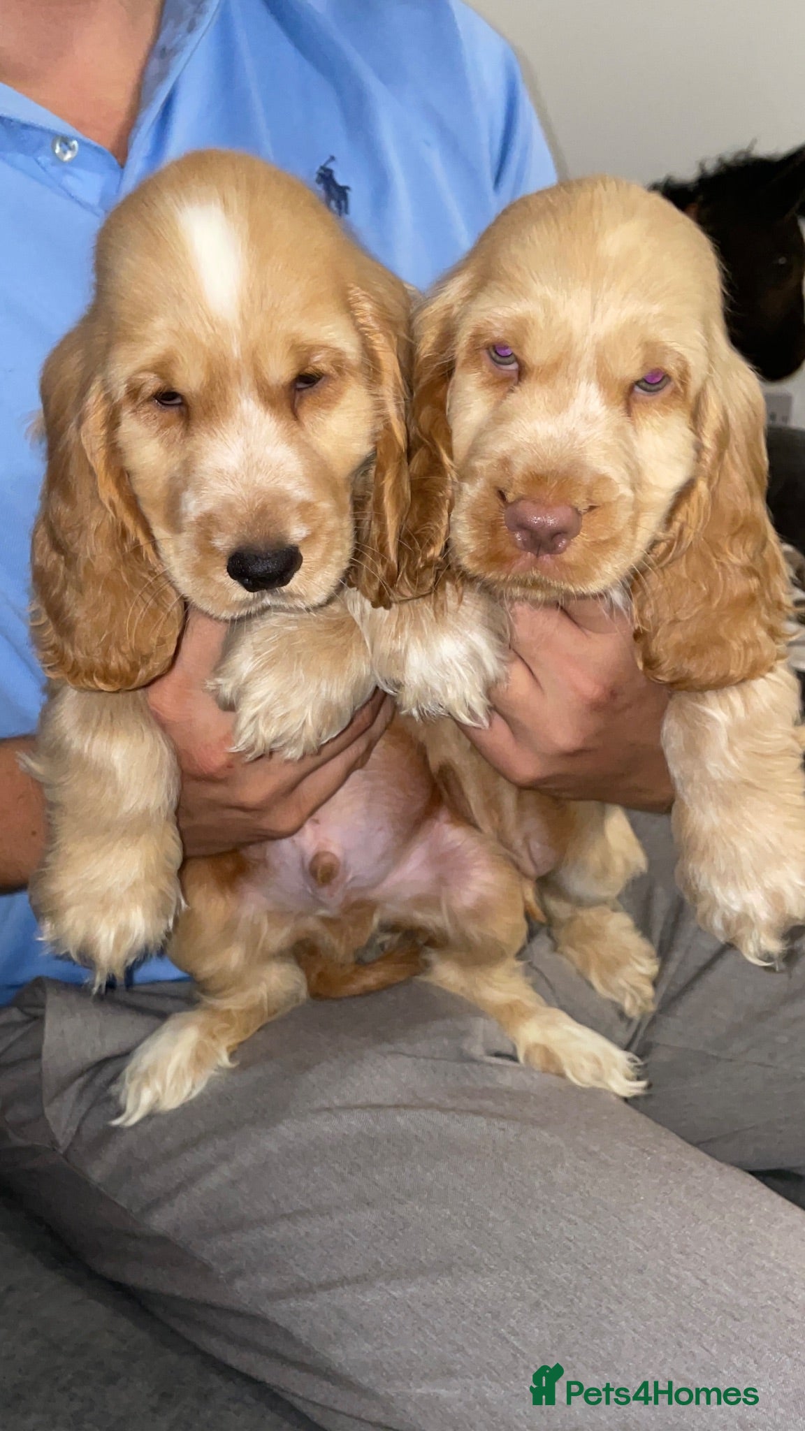 Cocker Spaniel dogs Beautiful litter of kc cocker spaniel pups 🐾 - Advert 2