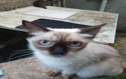 Ragdoll cats for sale: Ragdoll x maincoon - Image 7