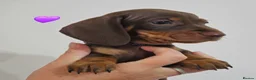 Dachshund dogs for sale: READY SUNDAY,  stunning pups kc reg parents  - Advert 7