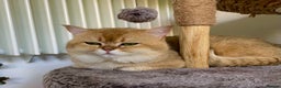 Scottish Fold cats for stud: NY12 GOLDEN CHINCHILLA SCOTTISH FOLD MALE FOR STUD - Advert 7