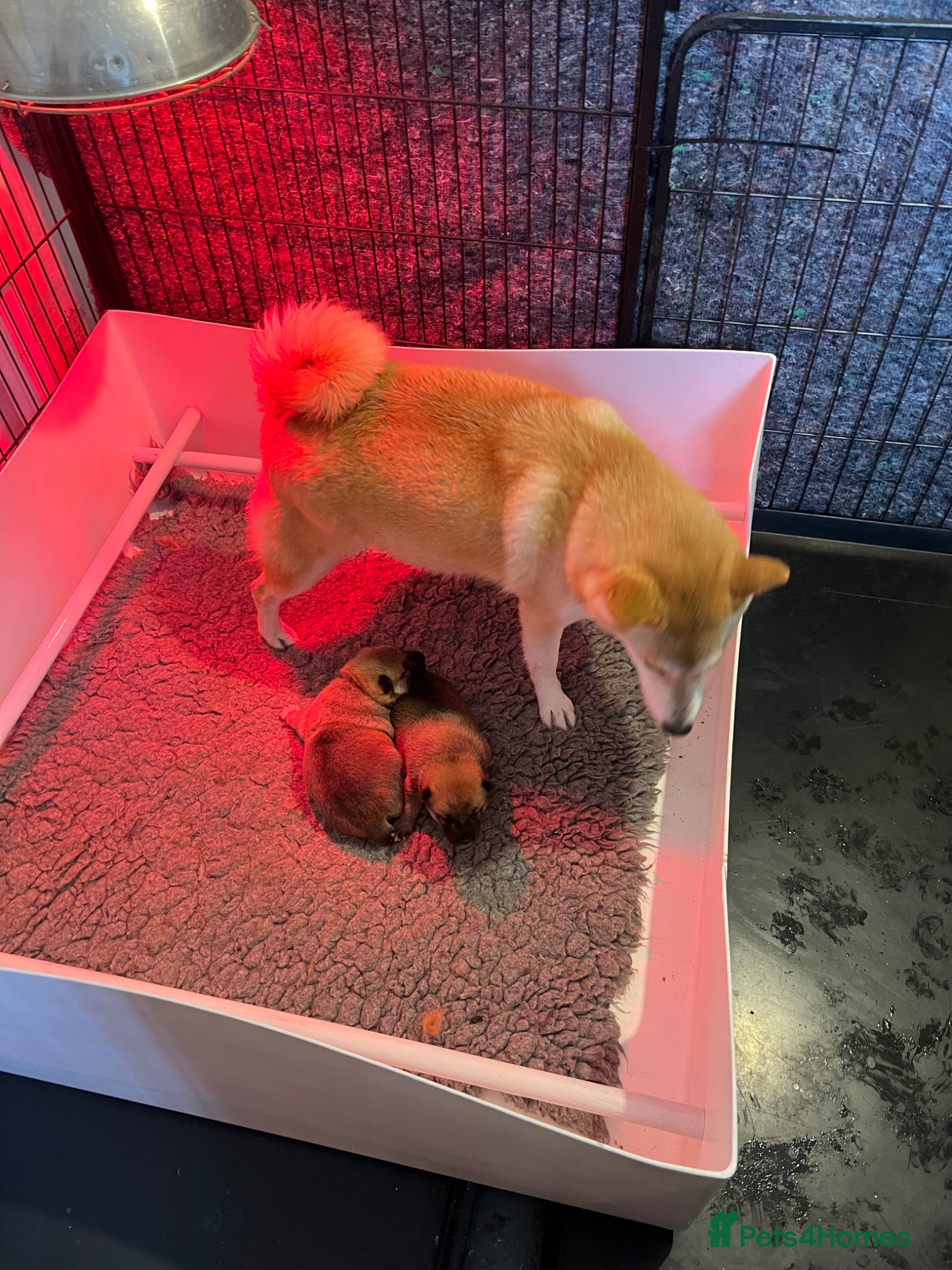 Japanese Shiba Inu dogs K.C Reg Shiba Inu Puppies - Advert 2