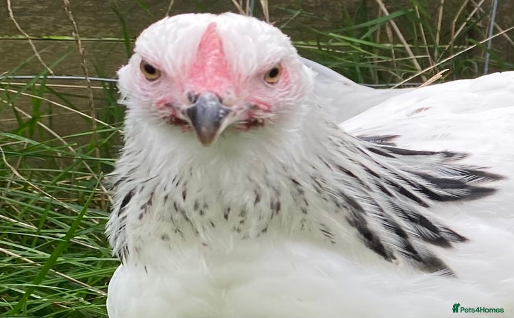 Chickens poultry - Advert 8