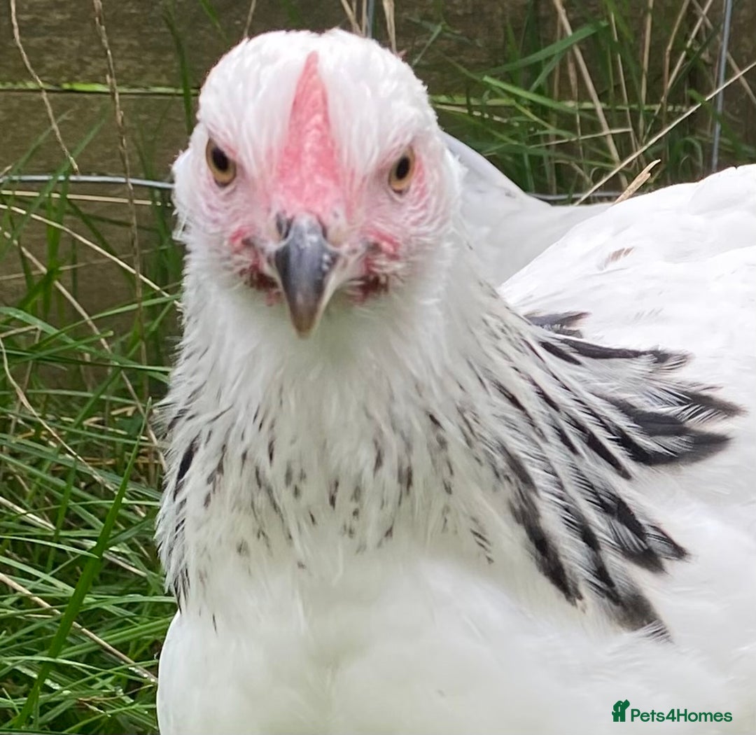 Chickens poultry for sale: Light Sussex  - Advert 1