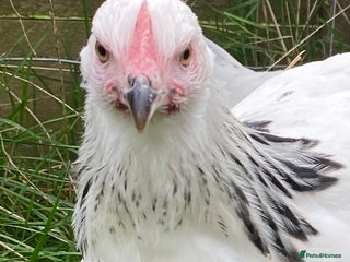 Chickens poultry - Advert 1