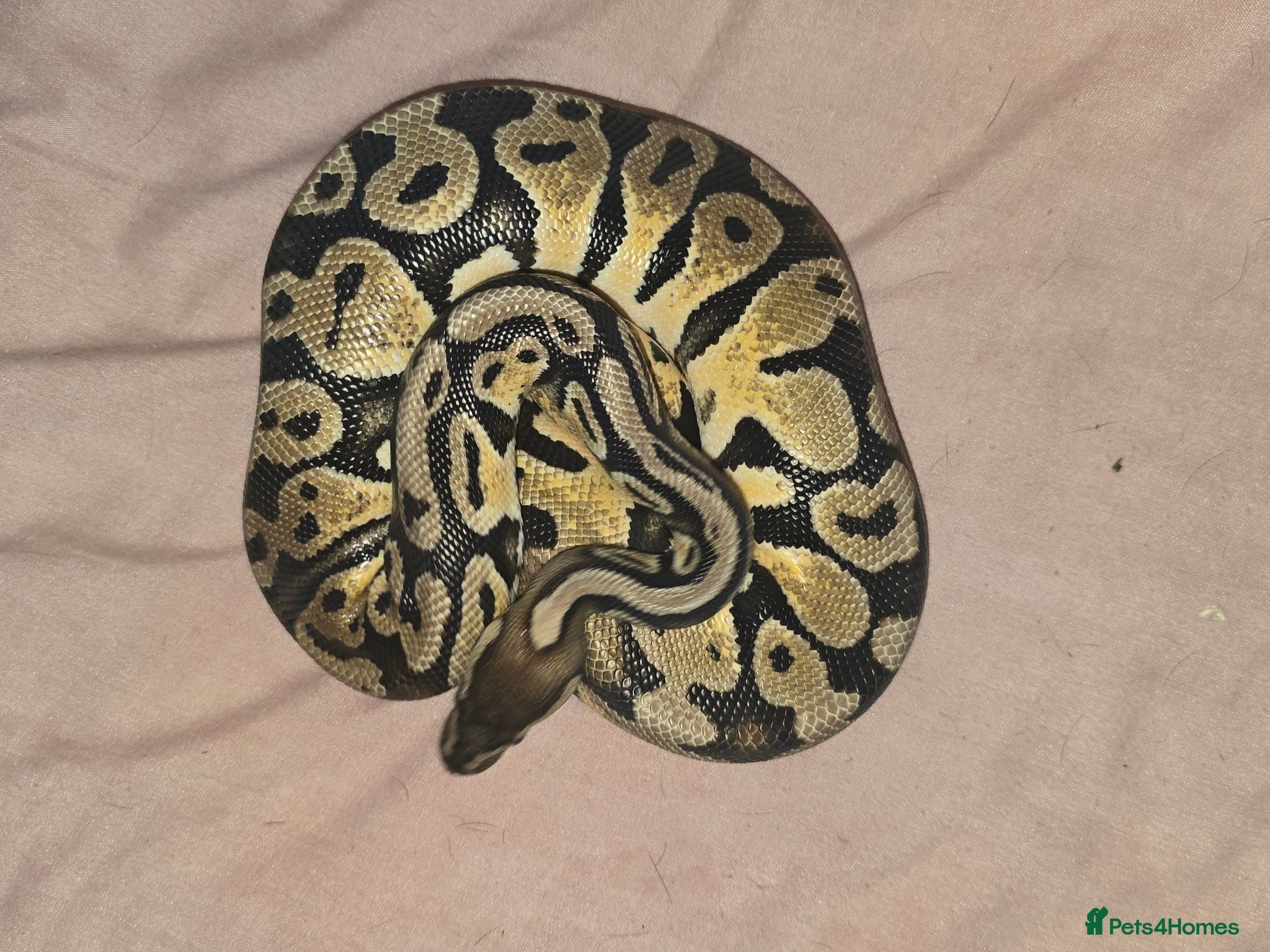 Boa Snake reptiles Male royal python for sale - Advert 1