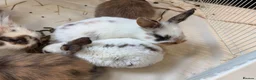 Mixed Breed rabbits for sale: Mix breed lion heads for sale in Stoke-on-Trent - Advert 7