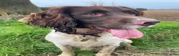 English Springer Spaniel dogs for sale: Quality KC registered ESS. Health screened. - Advert 10